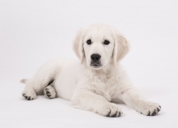 hunde fotograf